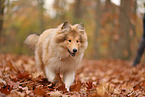 young Collie