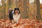 Collie