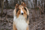 Collie