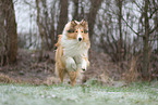 Collie