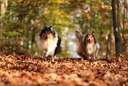 Collies