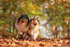Collies