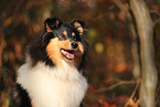 young Collie