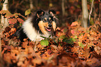 young Collie