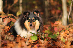 young Collie