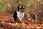 young Collie