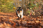 young Collie