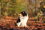 young Collie