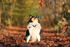 young Collie
