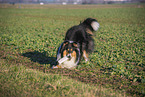 female Collie