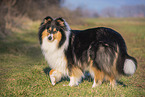 female Collie