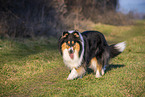 female Collie