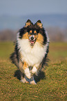 female Collie