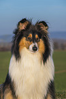 female Collie
