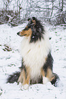 female Collie