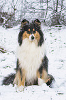 female Collie