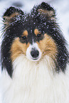 female Collie