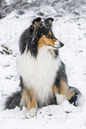 female Collie