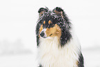 female Collie
