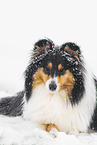 female Collie