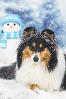 female Collie