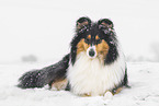 female Collie