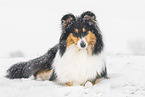 female Collie