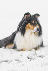 female Collie