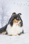 female Collie