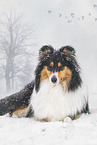 female Collie