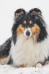 female Collie