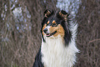 female Collie