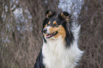 female Collie