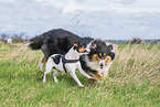 2 dogs