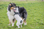 2 dogs
