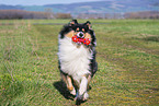 female Collie