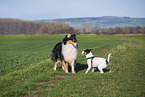 2 dogs