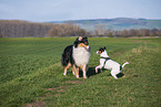 2 dogs