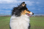 female Collie