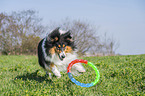 female Collie