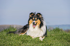 female Collie