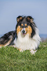 female Collie