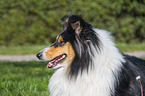 female Collie