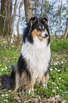female Collie