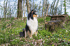 female Collie