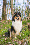 female Collie