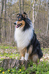 female Collie