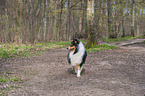 female Collie