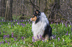 female Collie