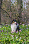 female Collie
